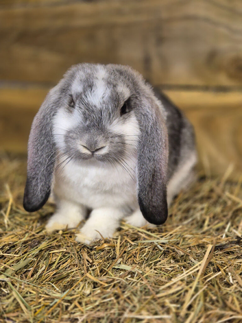 *****FRENCH LOPS READY TO RESERVE****
