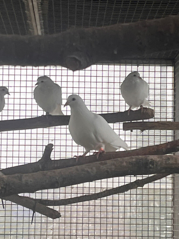 Baby white short tail doves
