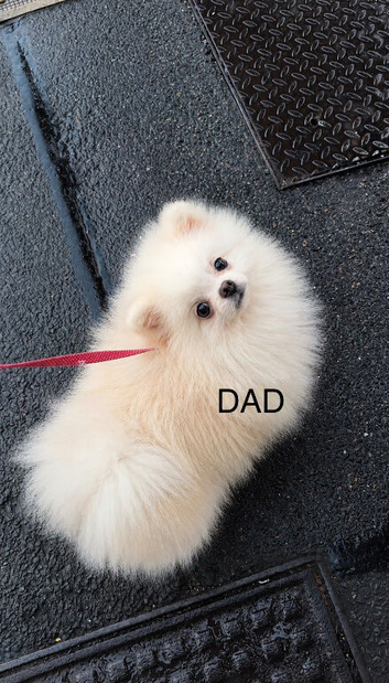Bear Type Pomeranian for sale
