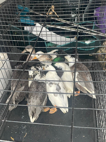 Call ducks