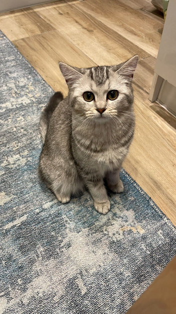 Beautiful girl is looking for her new. Forever home