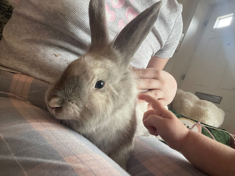 Male Bunny, 10 months approx