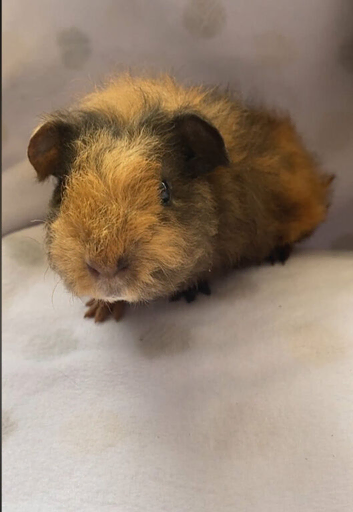 Beautful Baby piggies available