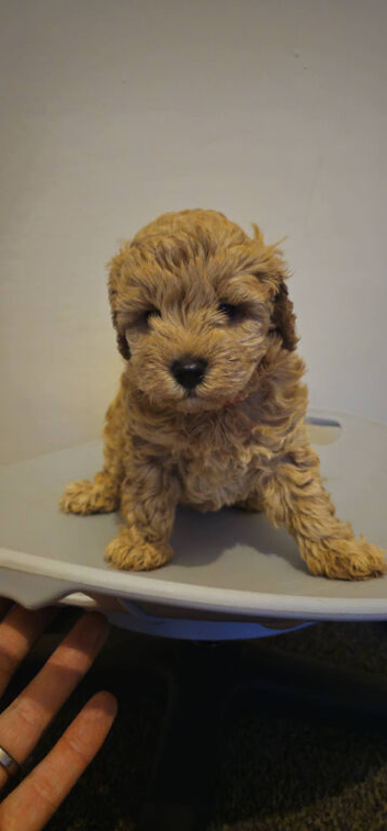 One girl f1b cavapoo