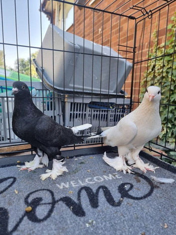 Pair of young  beautiful pigeon