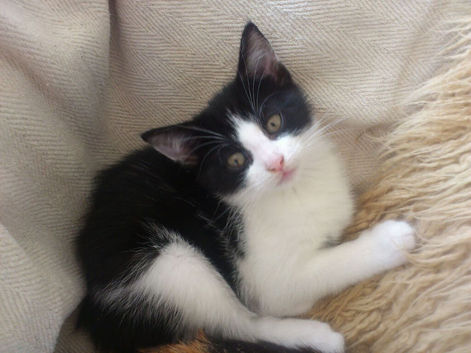 mixed breed Kittens ready now