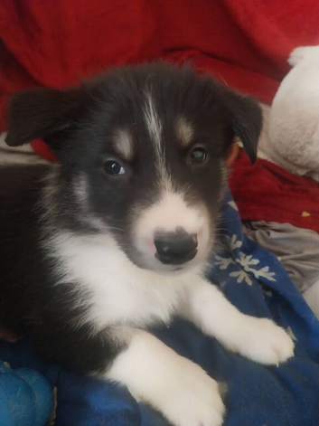 2 shollie husky puppies