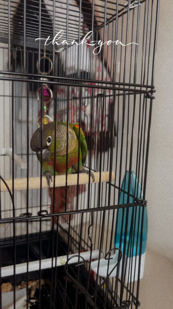 2 playful baby conures