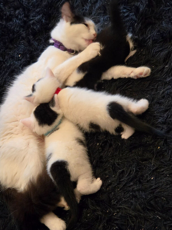 Turkish van mix breed kittens