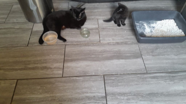 Beautiful Kittens/10 weeks old