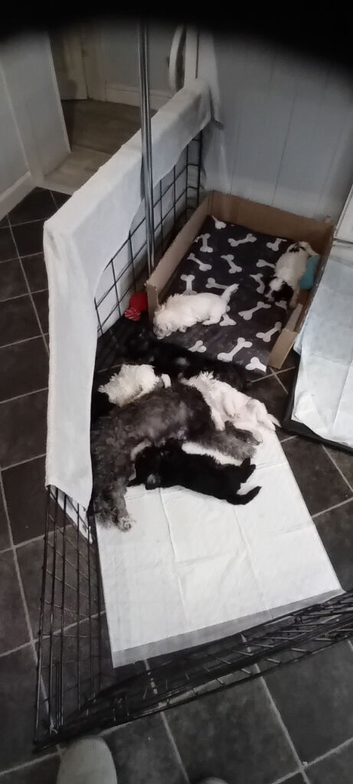 4 Malshipoo puppy's for sale