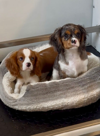 Merle Cavalier King Charles spaniel