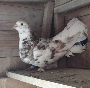 fantail roller/tippler pigeon