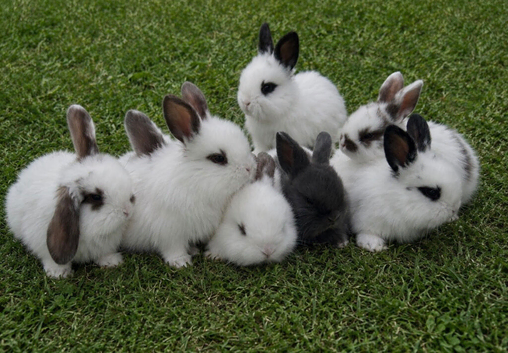 Beautiful mini lop ears