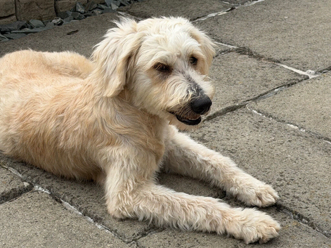 GOLDENDOODLE F1 BEAUTIFUL AND LOVING AVA