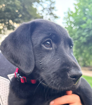 KC Registered black Labrador puppies (&pound;1600 Fixed Price)