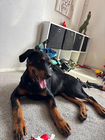 Rottweiler cross Labrador