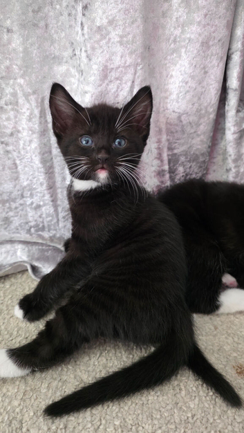 Ready To Leave Now!! 1 Male Ragdoll Cross Kitten