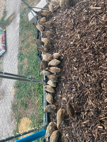 Common quail
