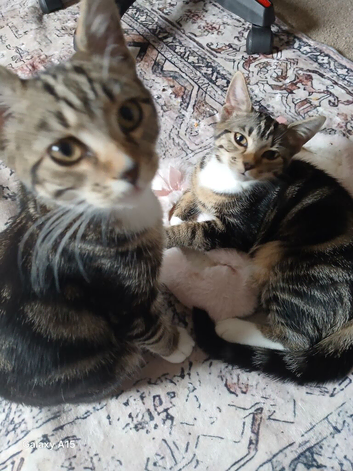 Twin cats boy & girl