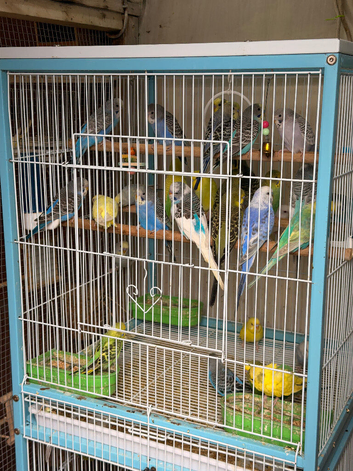 Budgies