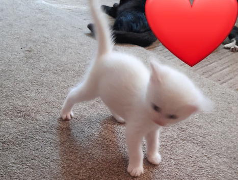 White boy kitten