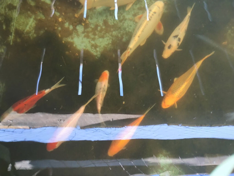 7 koi 2 shubunkin for sale