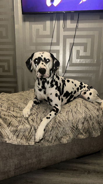 Dalmatian STUD