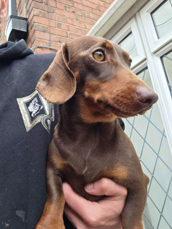Chocolate & Tan Minature Dachhound