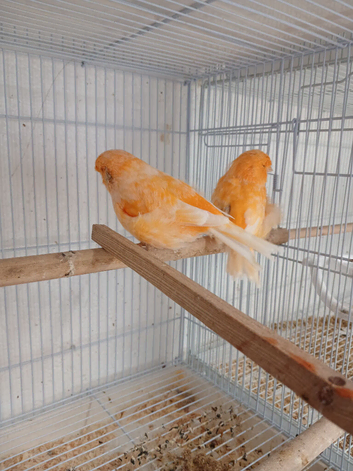 Pair Norwich Canaries for sale