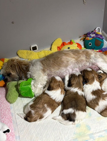 Beautiful Shih Tzu Puppies Looking for Their Forever Homes