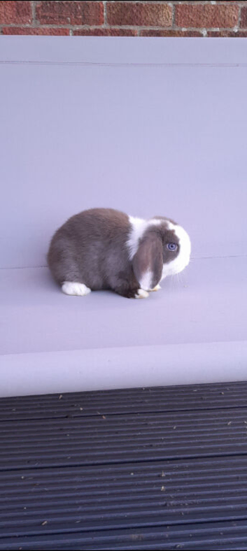 Gorgeous mini lop rabbits