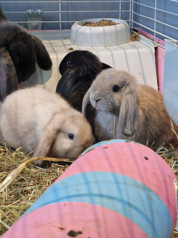 Baby mini lops