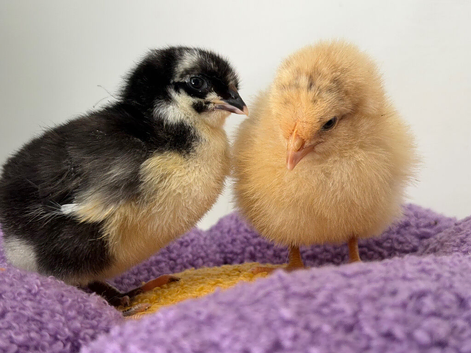 X10 1 week old chicks mixed colours
