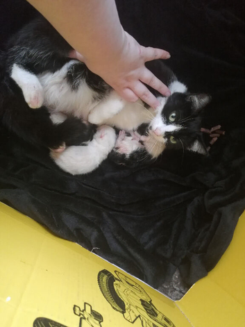 Kittens looking for there forever homes