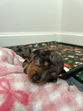 Miniature dachshund puppies