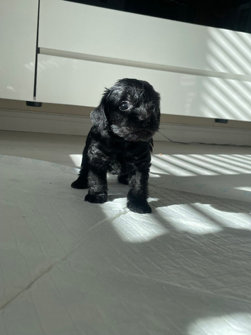 Cavapoo puppies