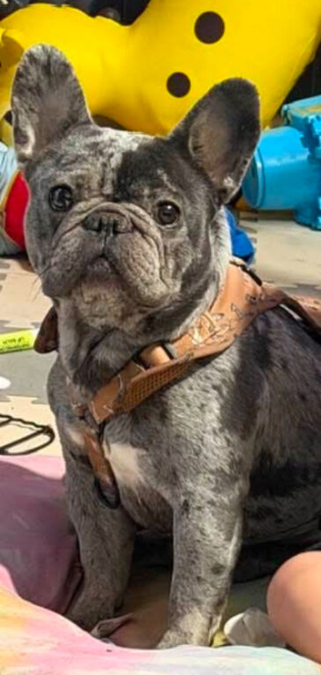 Female french bulldog