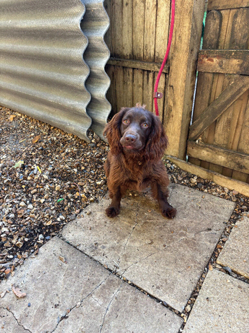 Two beautiful working cocker spaniels