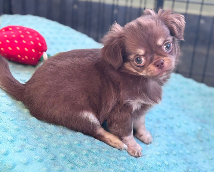 Amazing long coat Apple head girl puppies