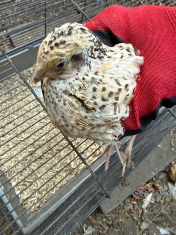 White and gold pair jumbo coturnix quails