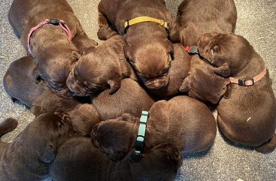 CHOCOLATE LABRADOR PUPPIES