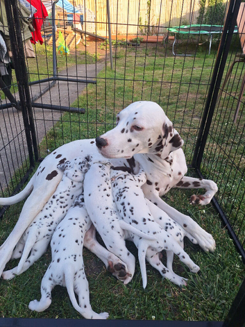 KC REG DALMATIAN PUPPIES ready to leave