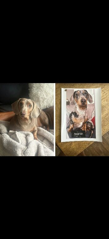Miniature Dacshound