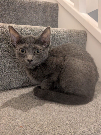 Stunning Russian blue kitten last one left