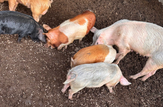Piglets/weeners