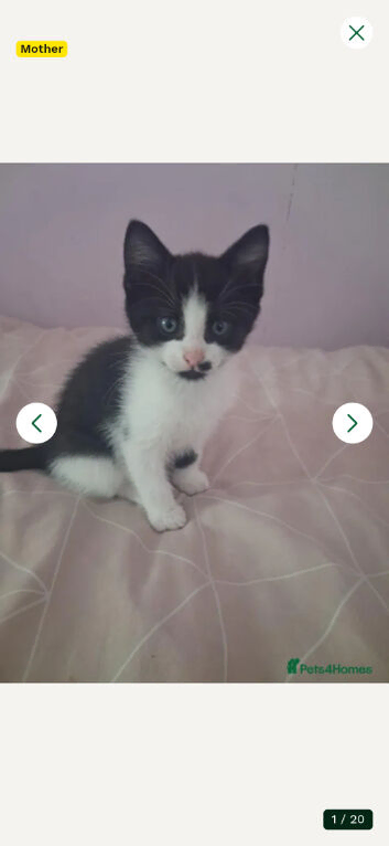 Black and white kitten boy for sale
