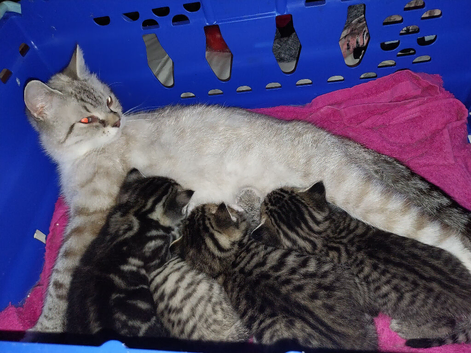 4 female BSH tabby kittens