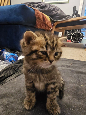 Last Tabby male British shorthair
