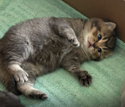 2 x beautiful shorthair kittens